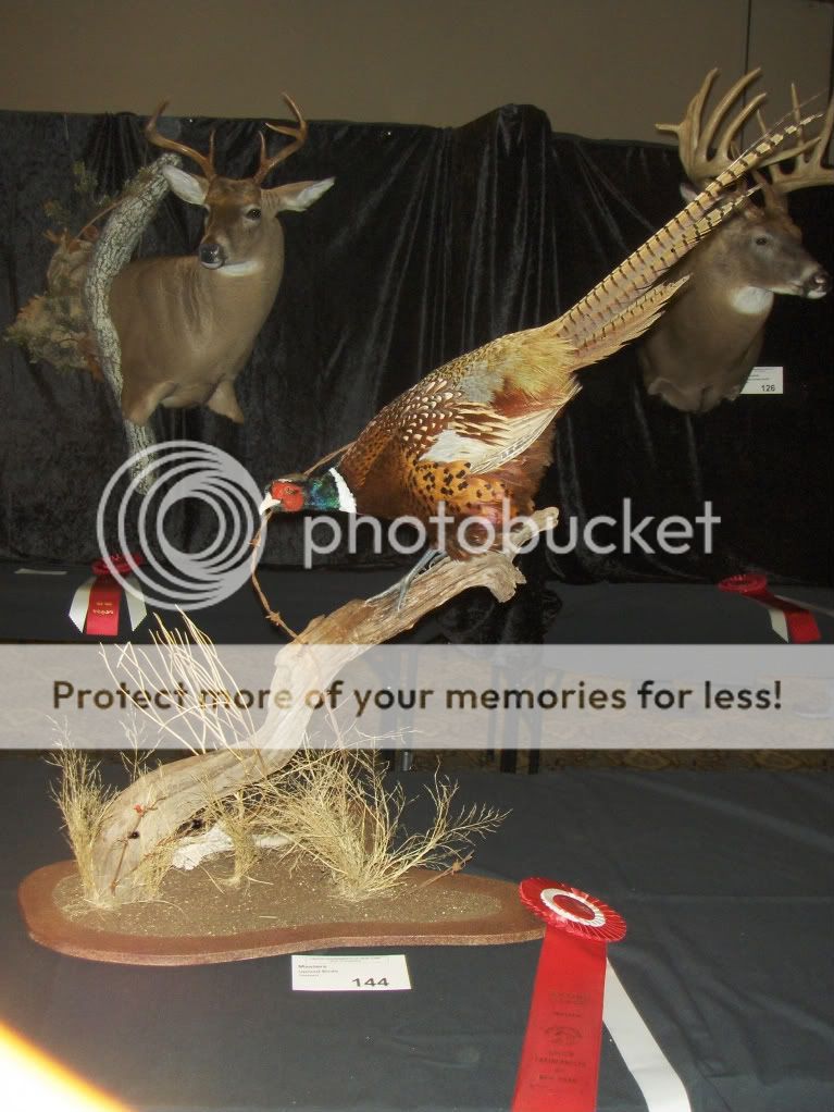 United Taxidermist of NY Show..Had a great time! Forum