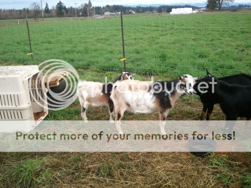 Miracles still happen - Goats