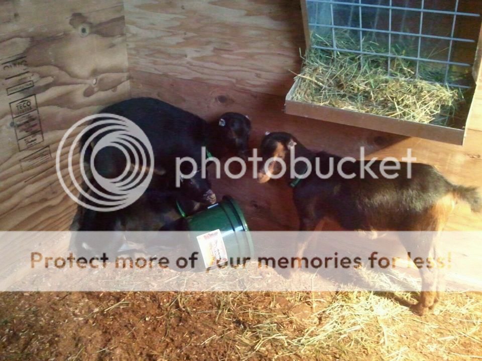 I'm finally a goat mom! - Goats