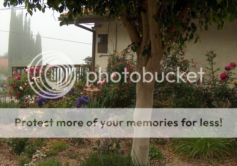  photo HPIM8458_zps66fb9b8c.jpg