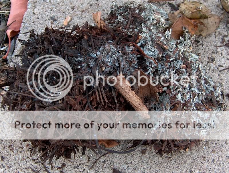 Pictures of Mulch with Fungus