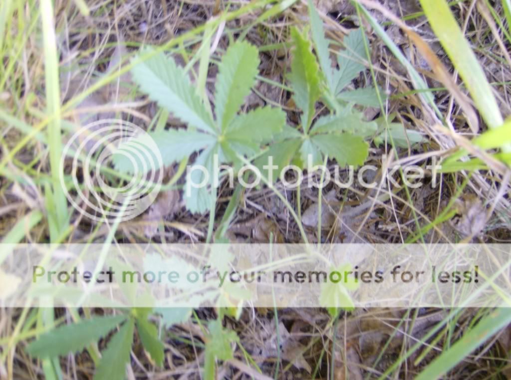 A List of plants that look like Marijuana Page 5 Rollitup