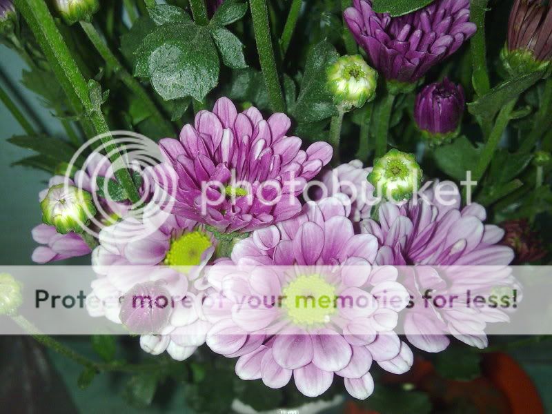 topic về những hình ảnh chụp bằng điện thoại di động