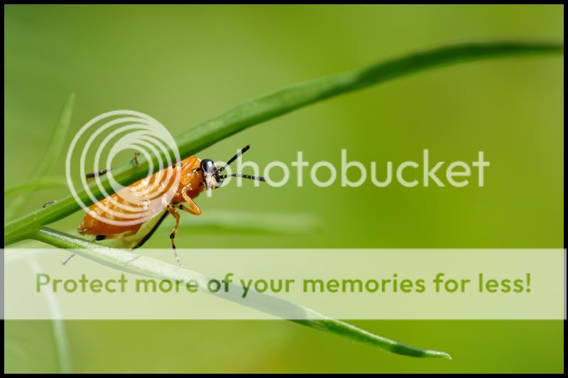 Fotografie