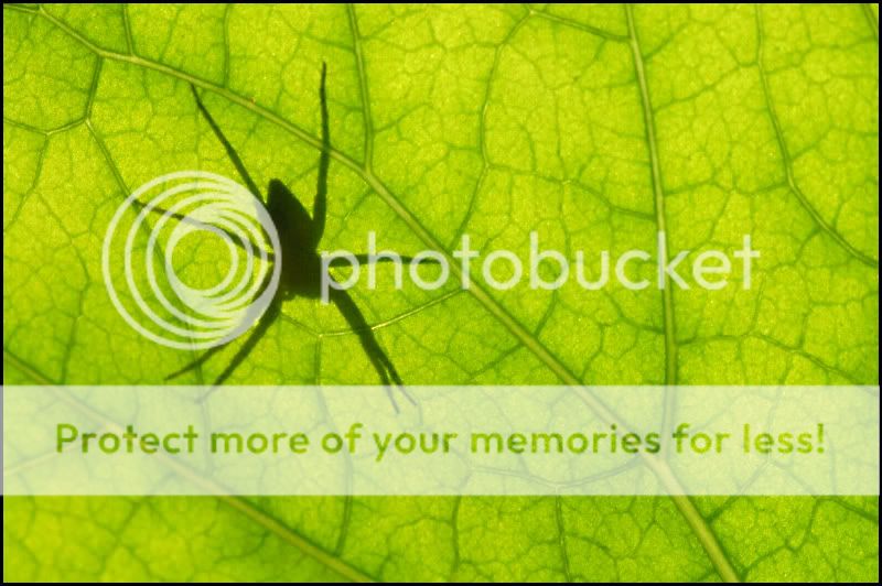 Fotografie