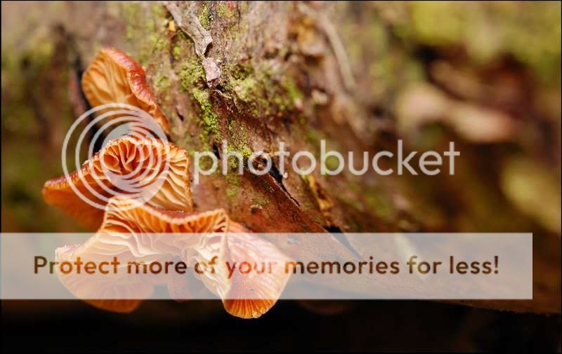 Fotografie